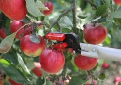 Darlac Snapper -Garden Care Sale Store 39250 12059