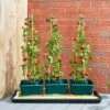 Smart Garden Tomato Gro-Box Triple Pack -Garden Care Sale Store 44598 5923