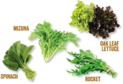 Unwins Homegrown Salad Kitchen Garden -Garden Care Sale Store 48801 36939