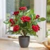 Smart Garden 40cm Regent's Roses - Ruby Red 1 Smart Garden 40cm Regent's Roses - Ruby Red -Garden Care Sale Store 50757 31791