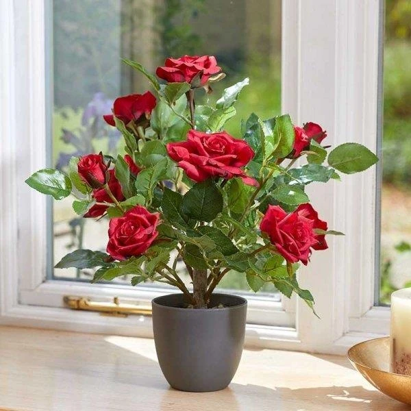 Smart Garden 40cm Regent's Roses - Ruby Red 3 Smart Garden 40cm Regent's Roses - Ruby Red