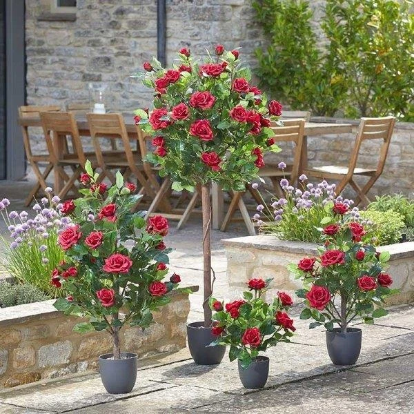 Smart Garden 40cm Regent's Roses - Ruby Red 5 Smart Garden 40cm Regent's Roses - Ruby Red - Image 3