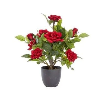 Smart Garden 40cm Regent's Roses - Ruby Red 4 Smart Garden 40cm Regent's Roses - Ruby Red - Image 2