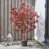 Smart Garden Red Acer