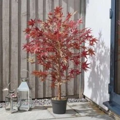 Smart Garden Red Acer