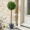 Smart Garden Uno Topiary Tree 40cm -Garden Care Sale Store 50810 31673