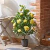 Smart Garden 80cm Regent's Roses - Sunshine Yellow -Garden Care Sale Store 50840 31585
